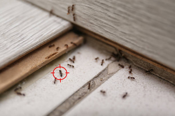 Best Pest Control Near Me in Hillcrest Heights, MD