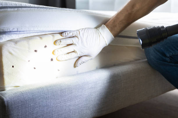 Best Ant Control Services  in Hillcrest Heights, MD