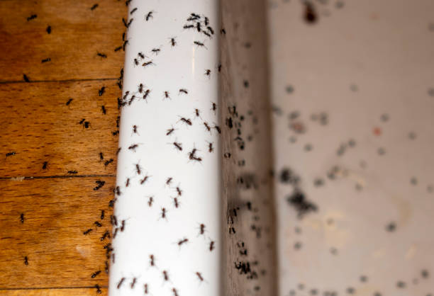 Best Flea Control Services  in Hillcrest Heights, MD