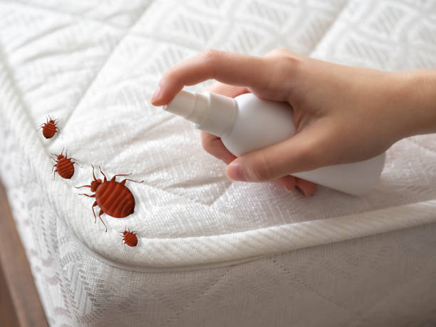 Best Best Pest Control Companies  in Hillcrest Heights, MD