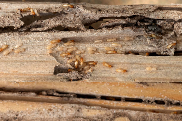 Best Cockroach Control Services  in Hillcrest Heights, MD