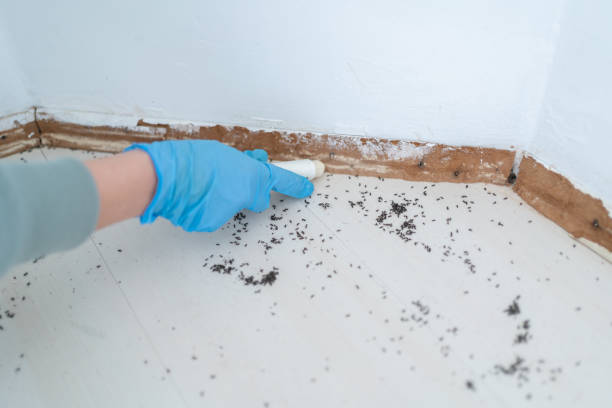 Best Termite Control Services  in Hillcrest Heights, MD